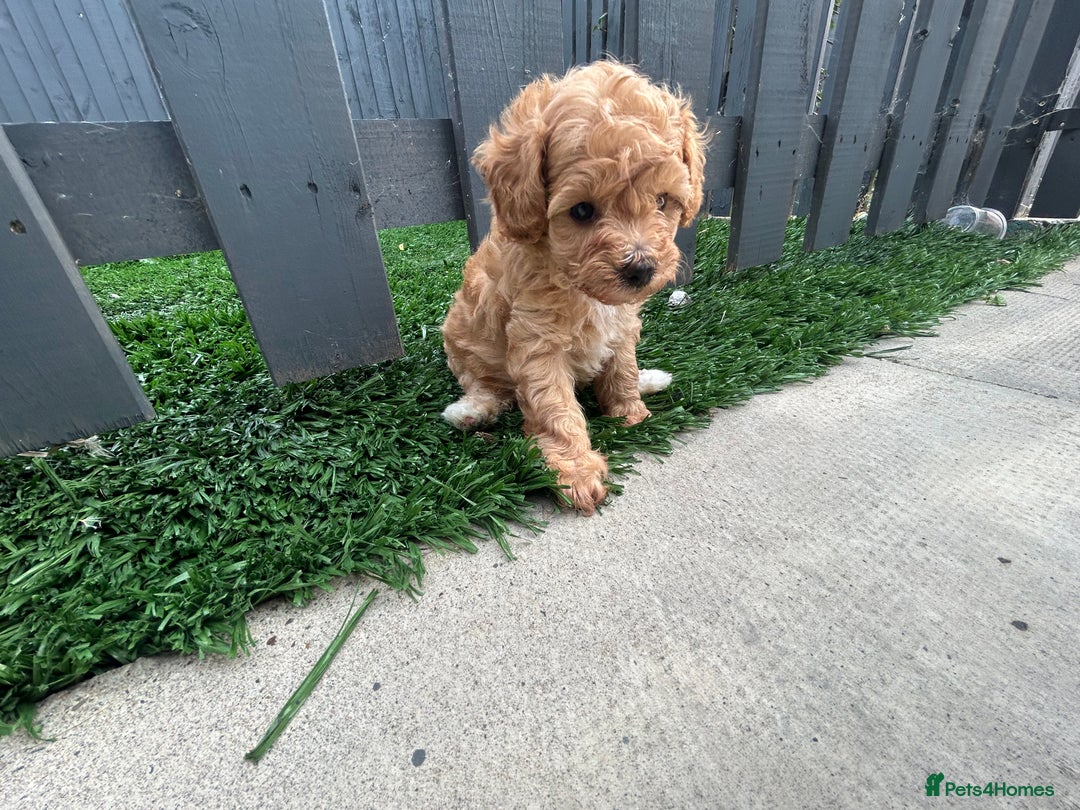 Cockapoo dogs for sale: Beautiful small  cockapoo puppies  - Image 19