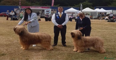 Briard dogs - Advert 11