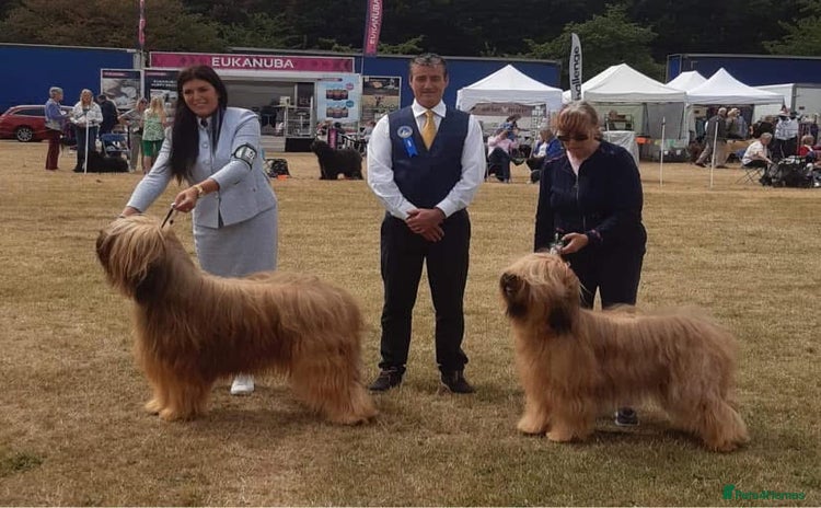 Briard dogs - Advert 1