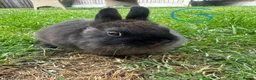 Netherland Dwarf rabbits for sale: Netherland Dwarf Rabbits For Sale  - Advert 13