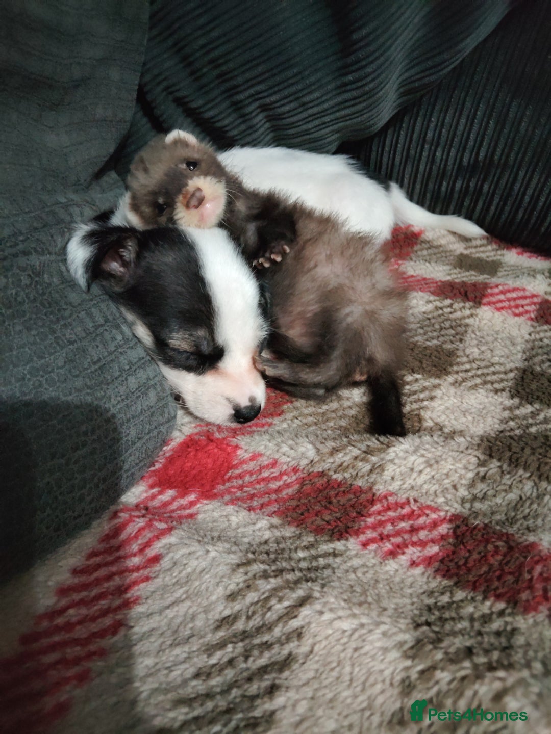 Mixed Breed livestock for sale: Ferrets  - Image 1