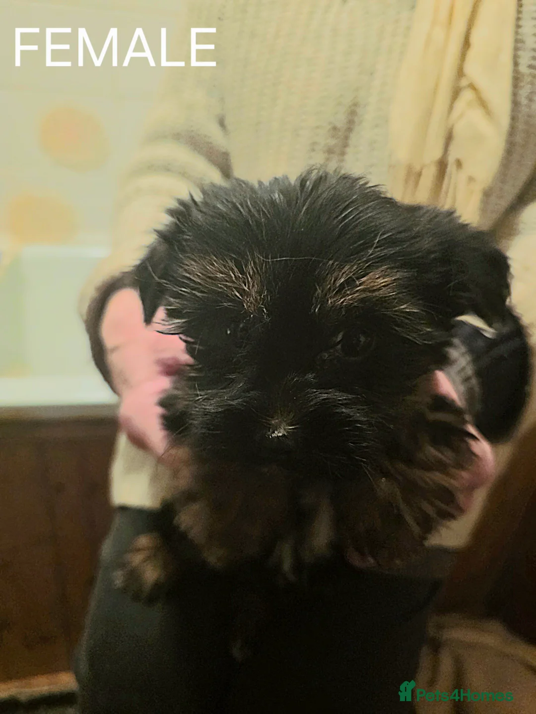 Yorkshire Terrier dogs for sale: Four Stunning Yorkie(Brewer) Pups Ready To Go Now! - Advert 3