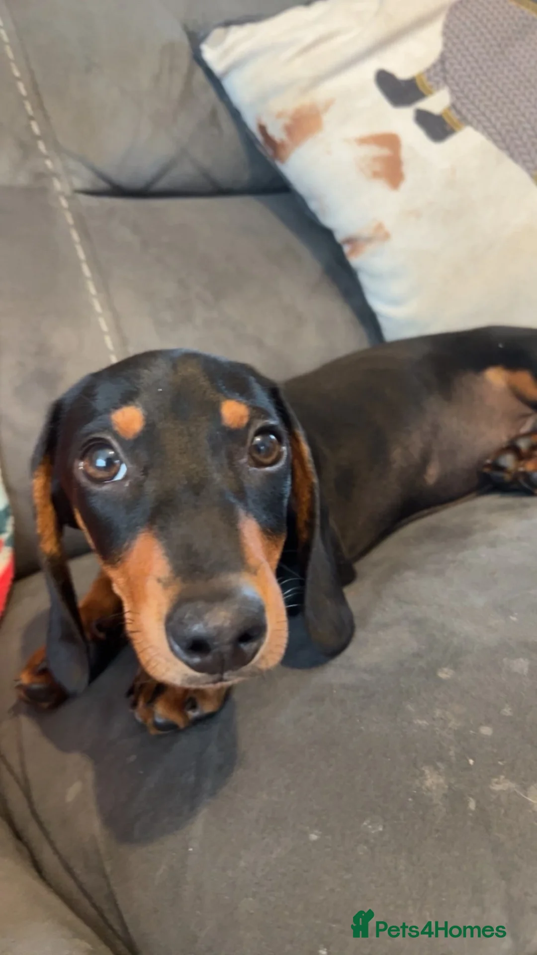 Dachshund dogs for sale: 8 month old male sausage dog - Advert 2