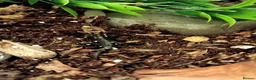 Skink reptiles for sale: Red Eyed Crocodile Skink in Edinburgh - Advert 2
