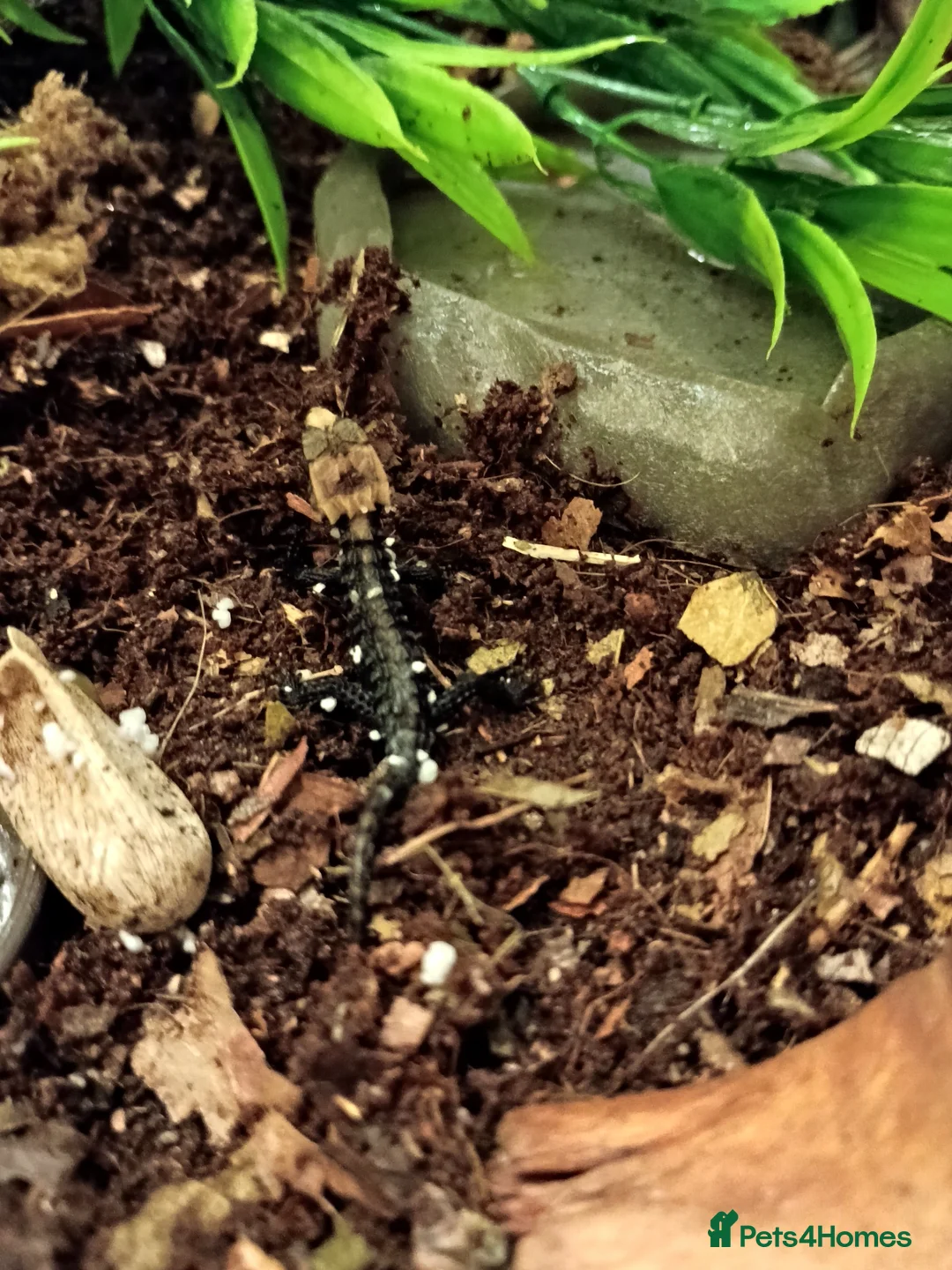 Skink reptiles for sale: Red Eyed Crocodile Skink in Edinburgh - Advert 2