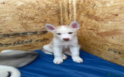 Siberian Husky dogs for sale: 2 Siberian husky puppies  - Image 4