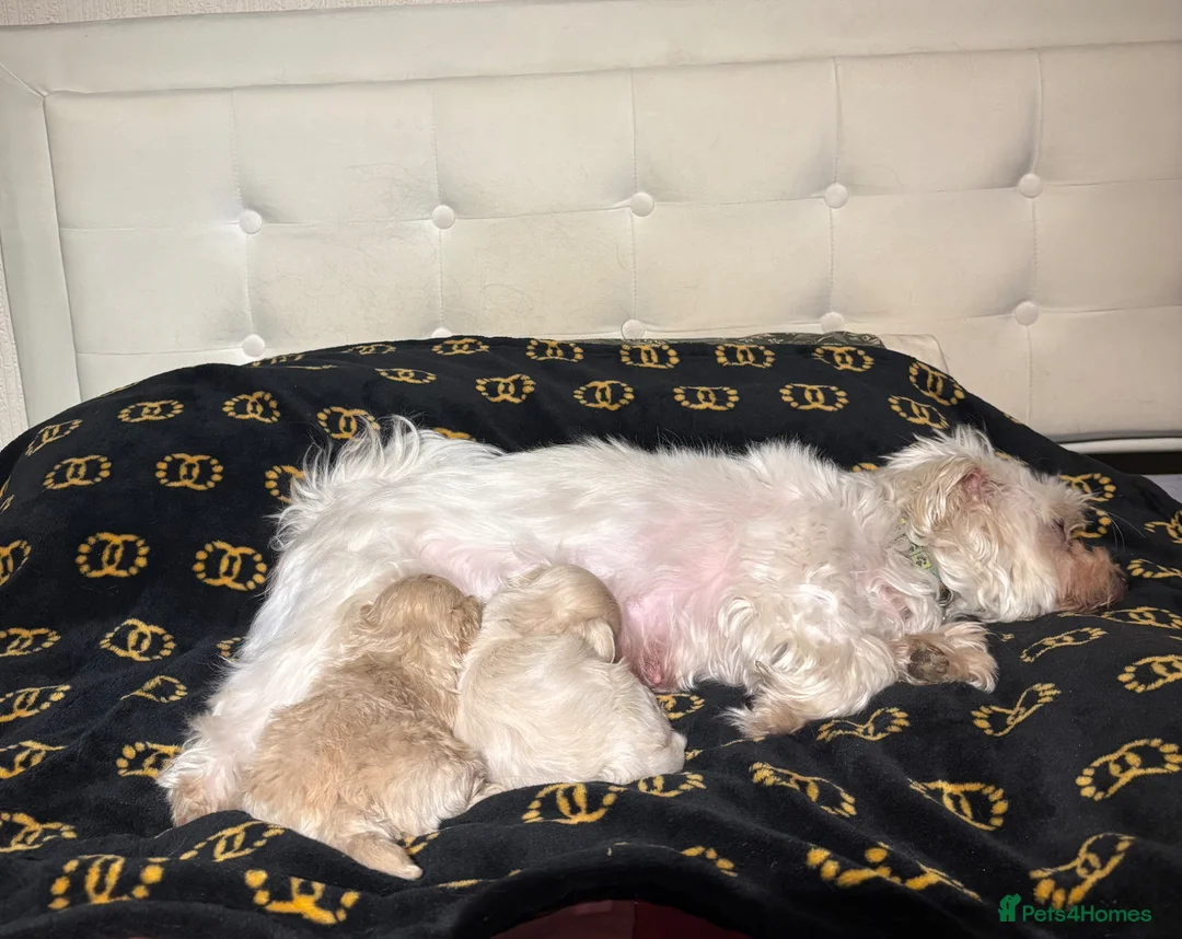 Maltipoo dogs for sale: Beautiful Maltipoos  - Advert 2