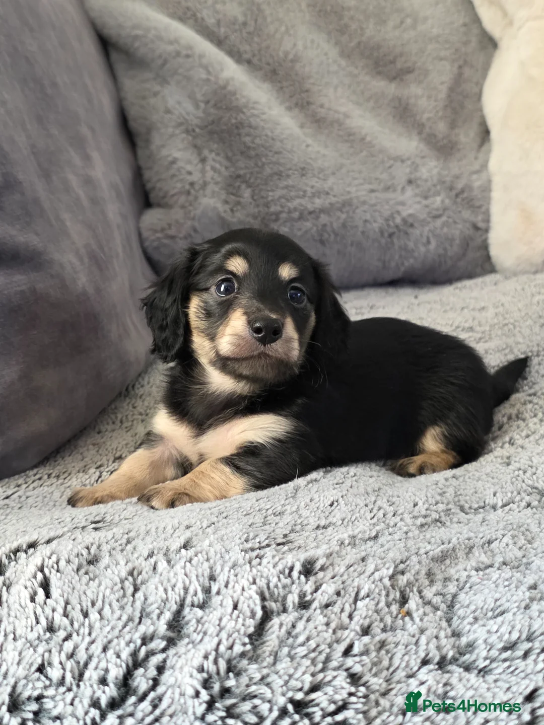 Miniature Dachshund dogs for sale: Cream Miniature long-haired  - Advert 2