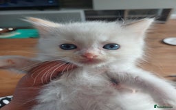 Ragdoll cats for sale: 8 gorgeous ragdoll kitten - Image 15