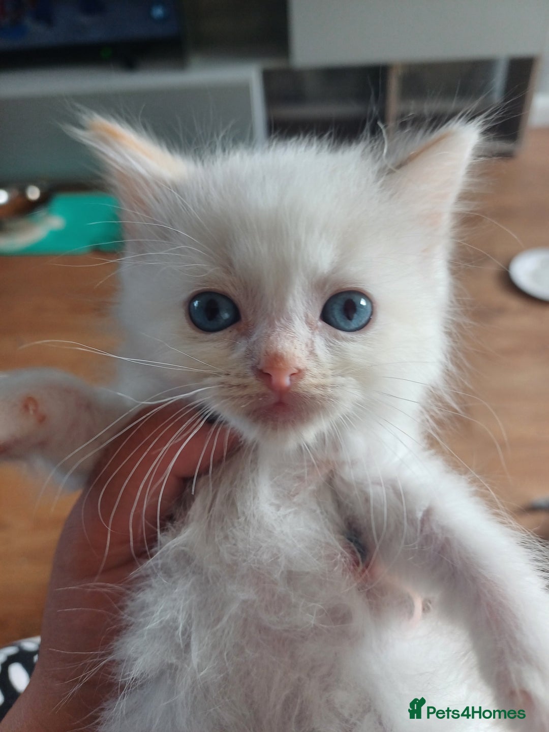 Ragdoll cats for sale: 8 gorgeous ragdoll kitten - Image 15