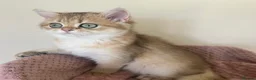 British Shorthair cats for sale: Delightful Golden British Shorthair Kittens - Advert 9