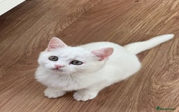 British Shorthair cats for sale: Gorgeous British Longhair & Shorthair Kittens - Image 9