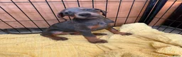 Dobermann dogs for sale: Kc reg health tested Doberman’s price dropped - Advert 11