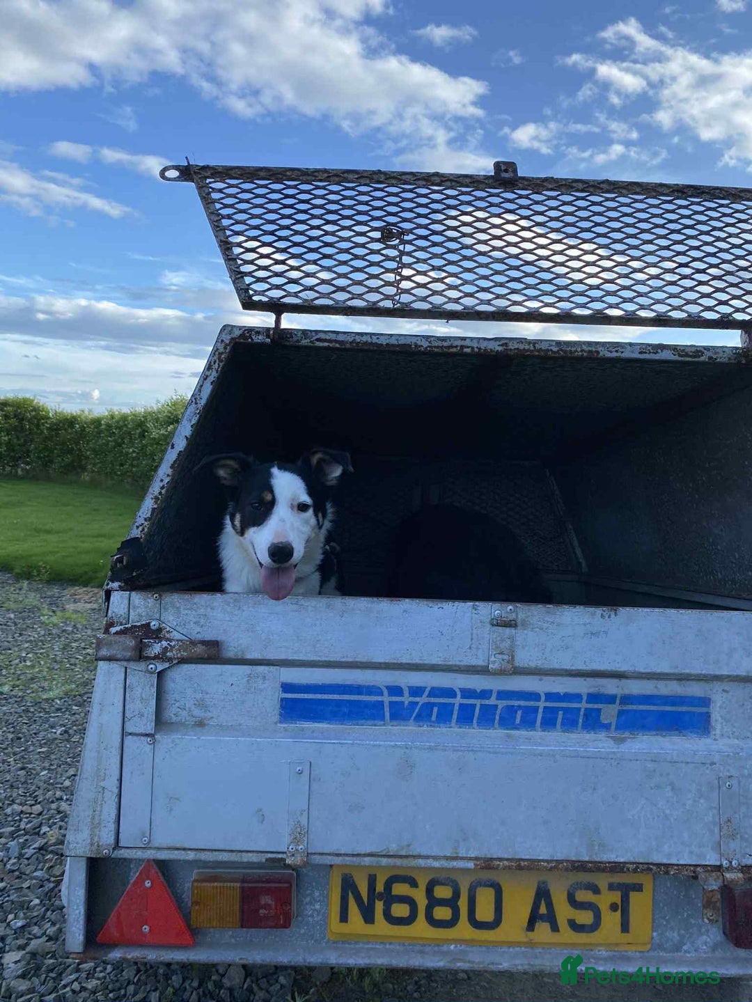 Border Collie dogs for sale: Sky border collie  - Image 1