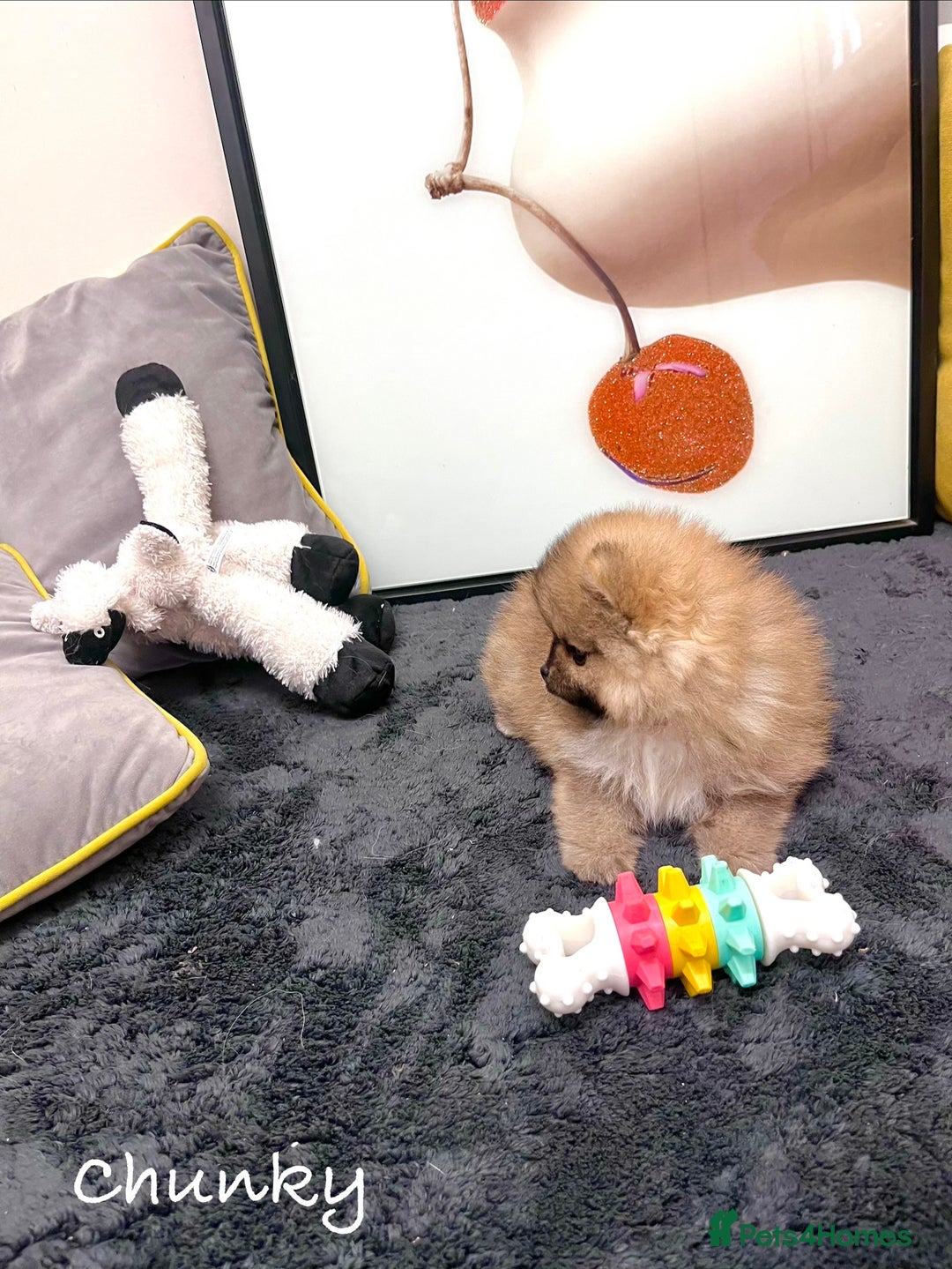 Pomeranian dogs for sale: 🔥🔝 Quality 🏆Championship 🧸Teddy Bears - Advert 9