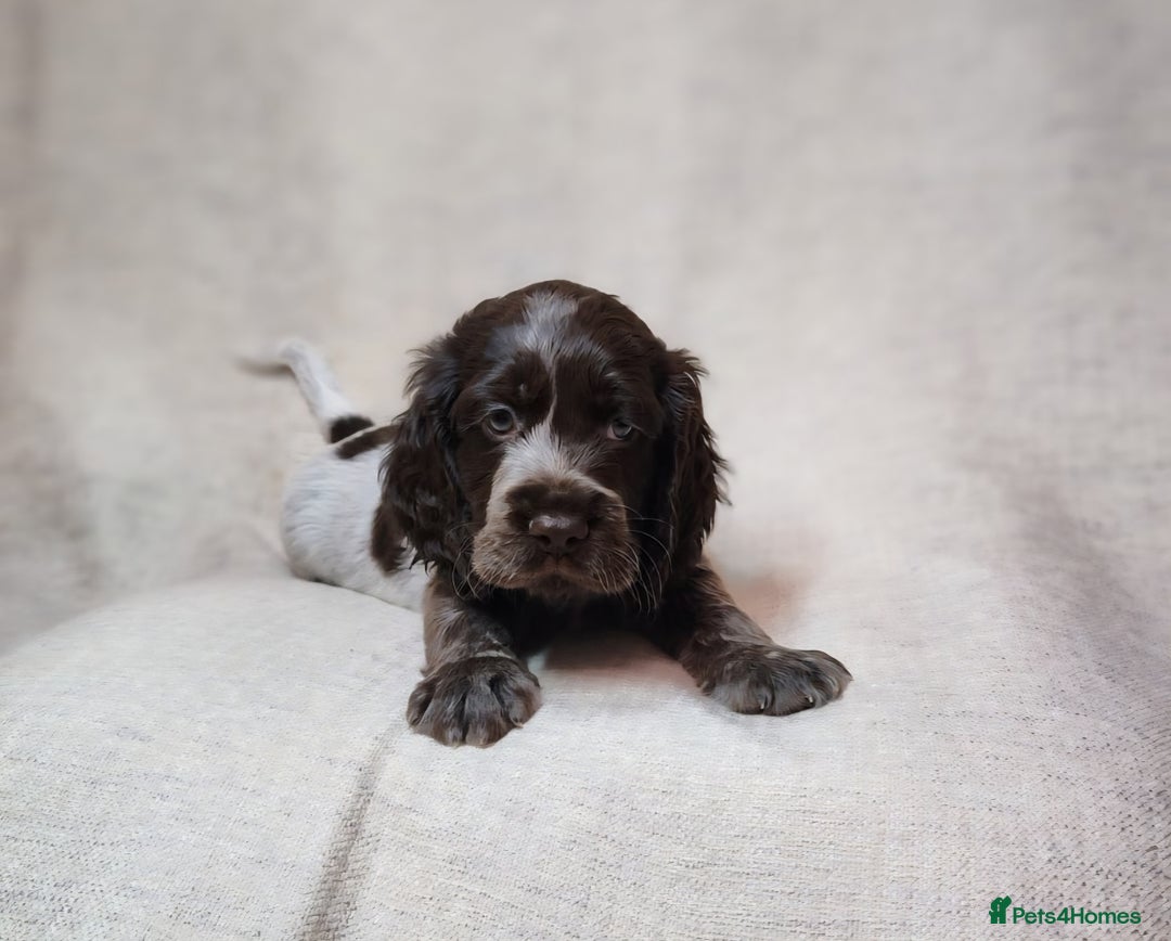 Cocker Spaniel dogs for sale: Show type unique markings cocker spaniel puppies  - Advert 12