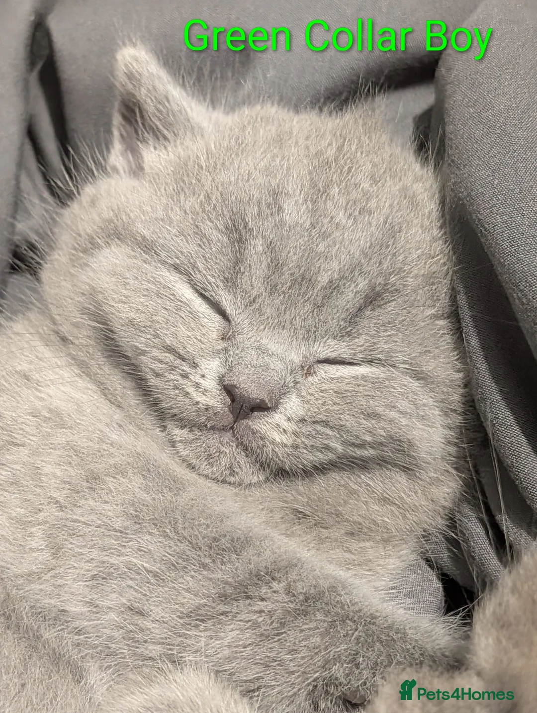 British Shorthair cats for sale: 🐾 Stunning Blue British Longhair & Shorthair  - Advert 12