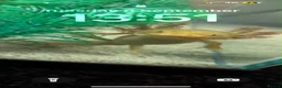 Axolotl reptiles for sale: 5 month old Axolotls in Glasgow - Advert 1