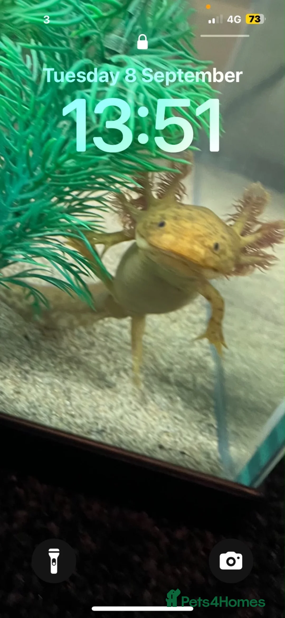 Axolotl reptiles for sale: 5 month old Axolotls in Glasgow - Advert 1