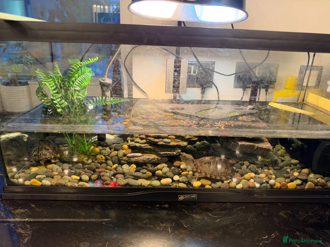 Terrapin reptiles for sale: Two razorback terrapins plus full Set up in Potters Bar - Advert 2