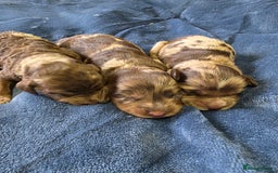 Cockapoo dogs for sale: Cockapoo puppies - Image 19