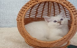Ragdoll cats for sale: Lilac lynx ragdoll so special - Image 2