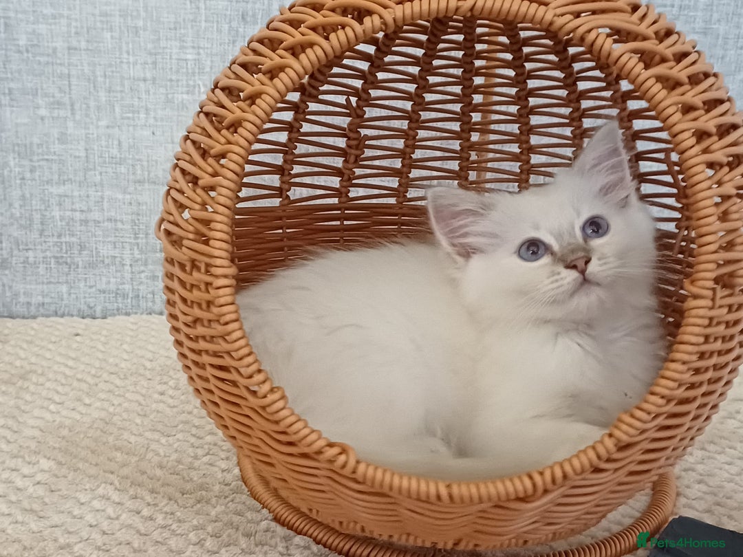 Ragdoll cats for sale: Lilac lynx ragdoll so special - Image 2