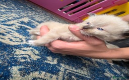 Ragdoll cats for sale: Ragdoll kittens - Image 4