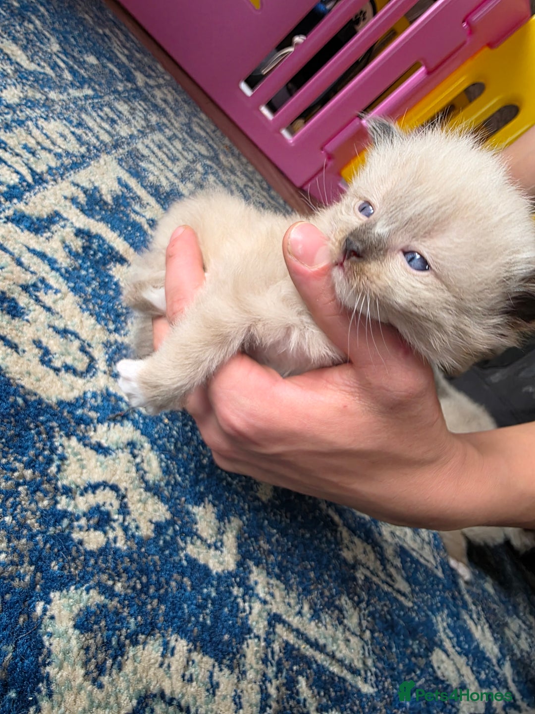 Ragdoll cats for sale: Ragdoll kittens - Image 4