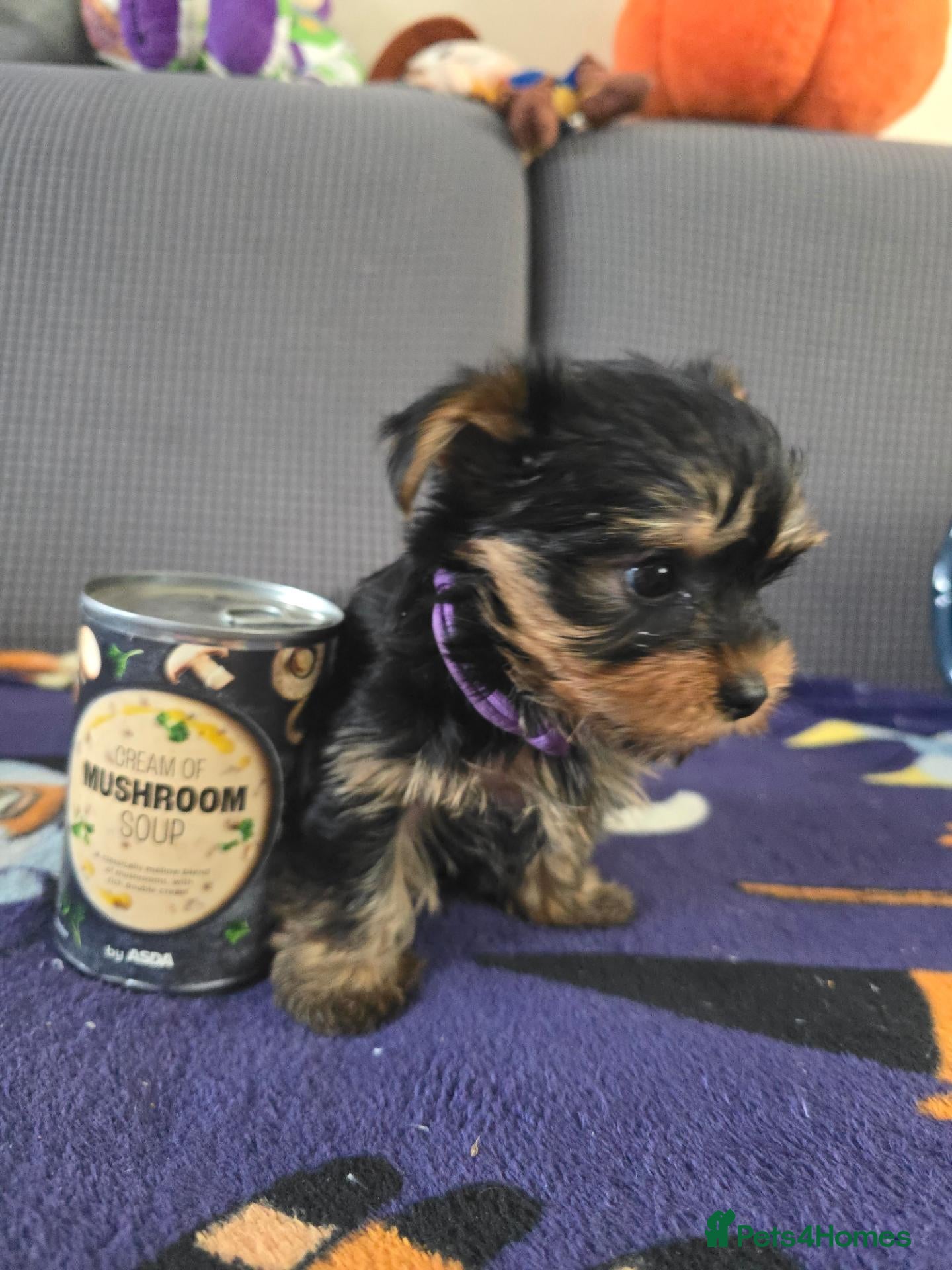 Yorkshire Terrier dogs 5 cute cuddly puppies looking for new loving homes - Advert 14