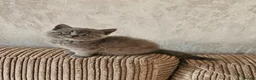 British Shorthair cats for sale: Adorable Purebred British Shorthair Kittens in Oldbury - Advert 11