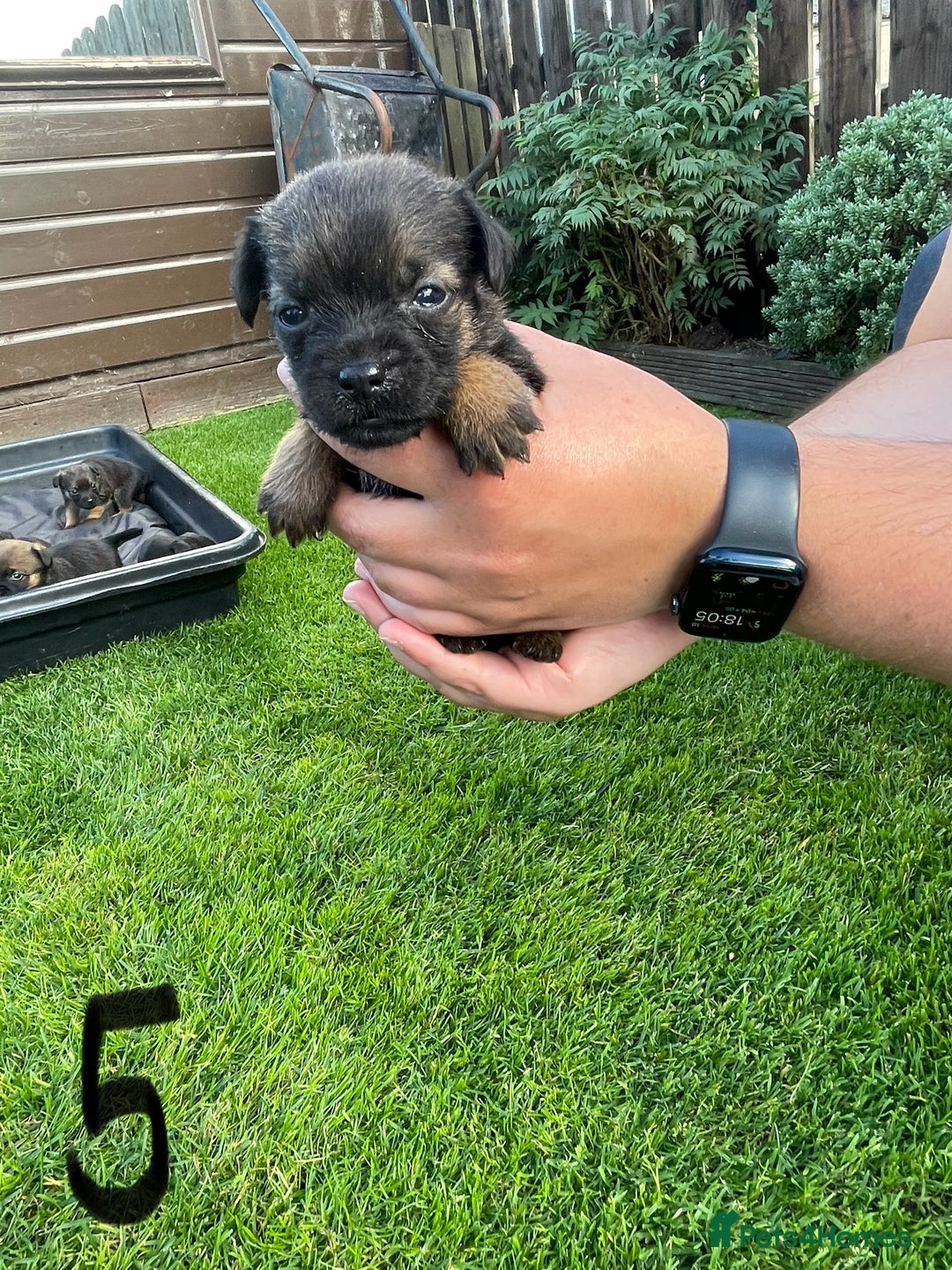 Border Terrier dogs for sale: Border Terrier Puppies  - Image 18