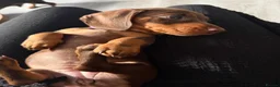 Miniature Dachshund dogs for sale: 3 Mini Daxi Puppies ready to leave - Advert 8