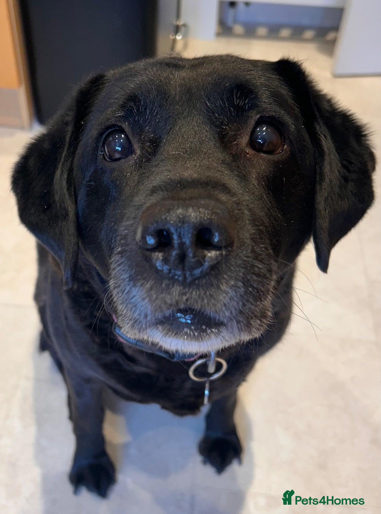 Labrador Retriever dogs Free Adoption -KC Registered Black Labrador  - Advert 1