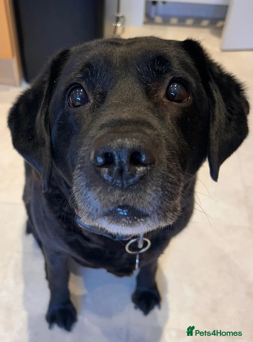 Labrador Retriever dogs for sale: Free Adoption -KC Registered Black Labrador  - Advert 1