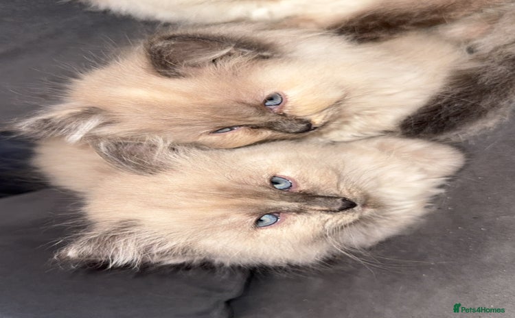 Ragdoll cats - Advert 3