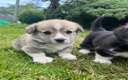 Welsh Corgi Pembroke dogs for sale: KC Registered Cuties! Pembrokeshire Corgi Puppies - Image 10