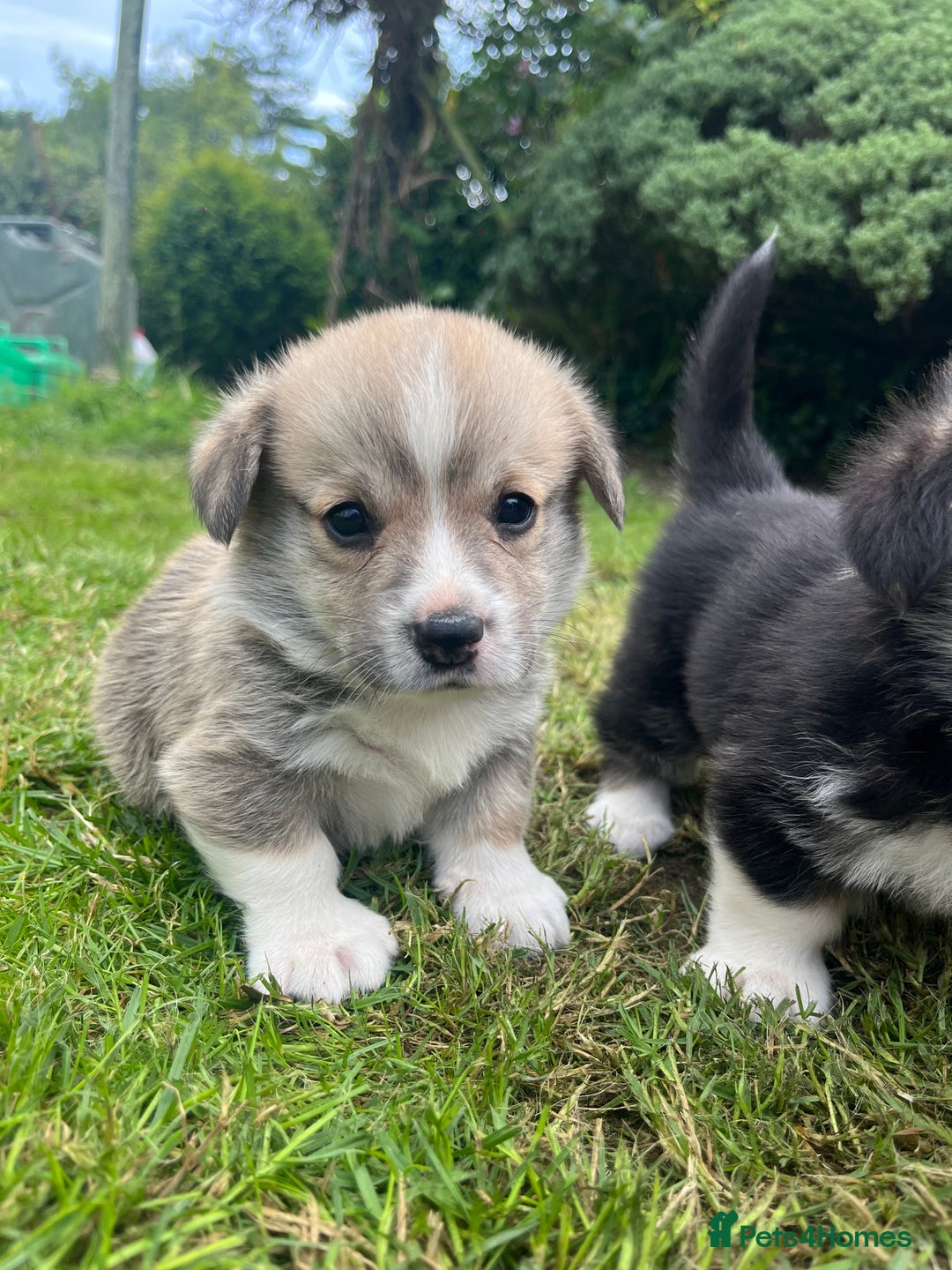 Welsh Corgi Pembroke dogs for sale: KC Registered Cuties! Pembrokeshire Corgi Puppies - Image 10