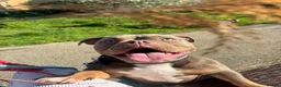 American Bulldog dogs for sale: Two sweethearts looking for a friend for life! - Advert 16