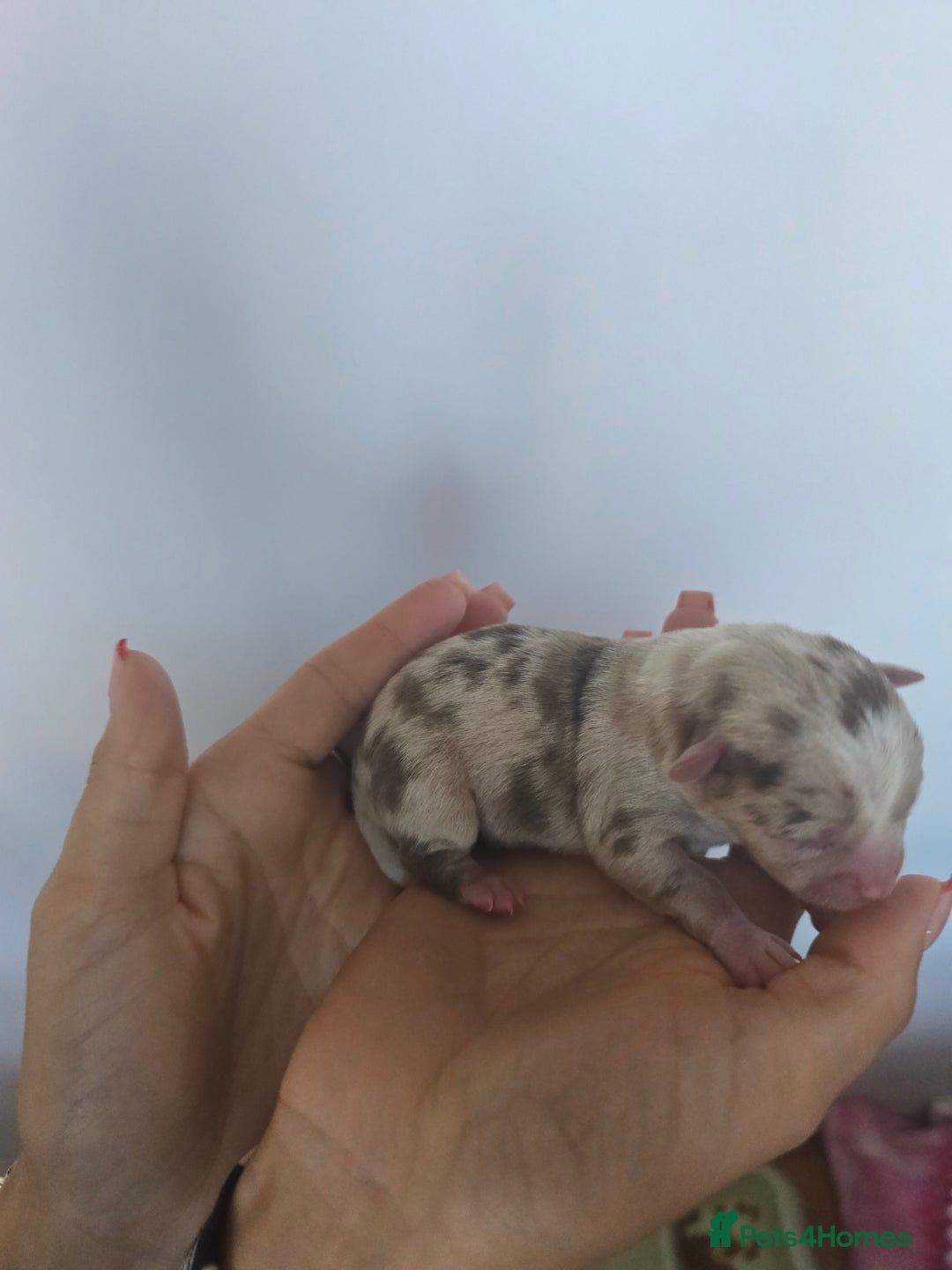 Chihuahua dogs for sale: Cup Chihuahua mini - Image 29