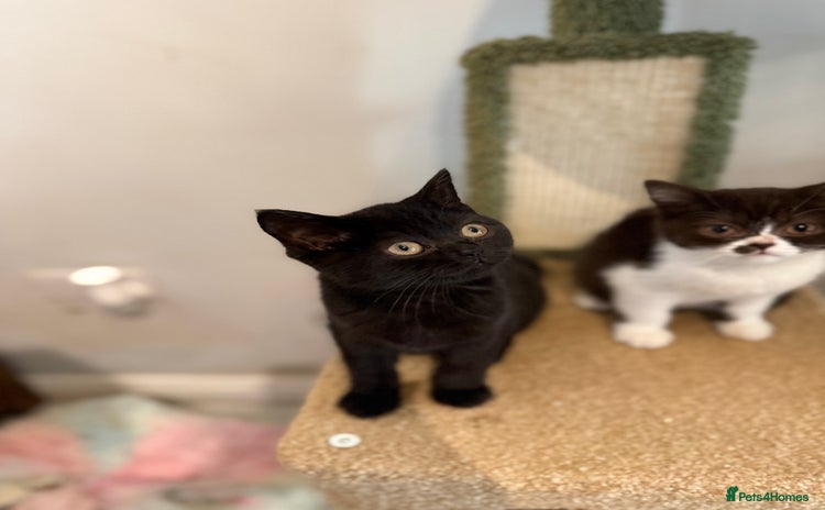 British Shorthair cats - Advert 4