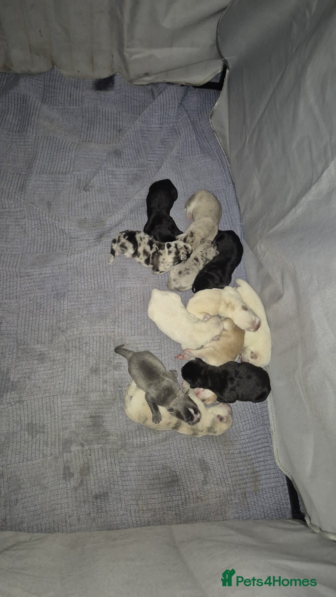 Mixed Breed dogs Female cane corso an our mal husky cross chow chow - Advert 2