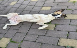 Mixed Breed dogs for adoption: 💖🐶 ZAYKA 🐶💖 - Image 11