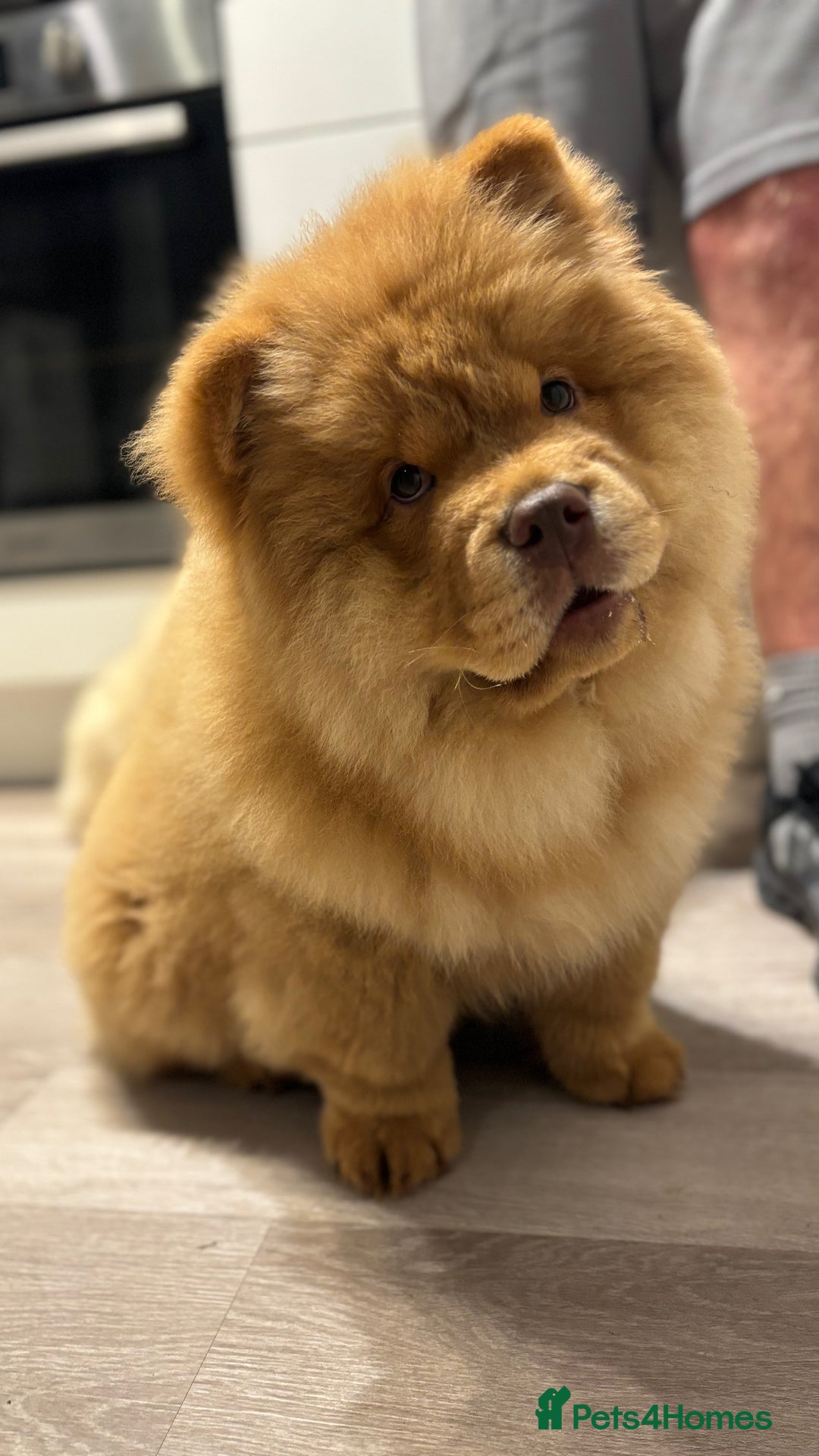 Chow Chow dogs for sale: Champion pedigree chow chow puppies in Northampton - Image 2
