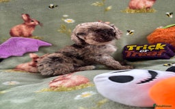 Cockapoo dogs for sale: PRA clear F1b Cockapoo puppies  - Image 22