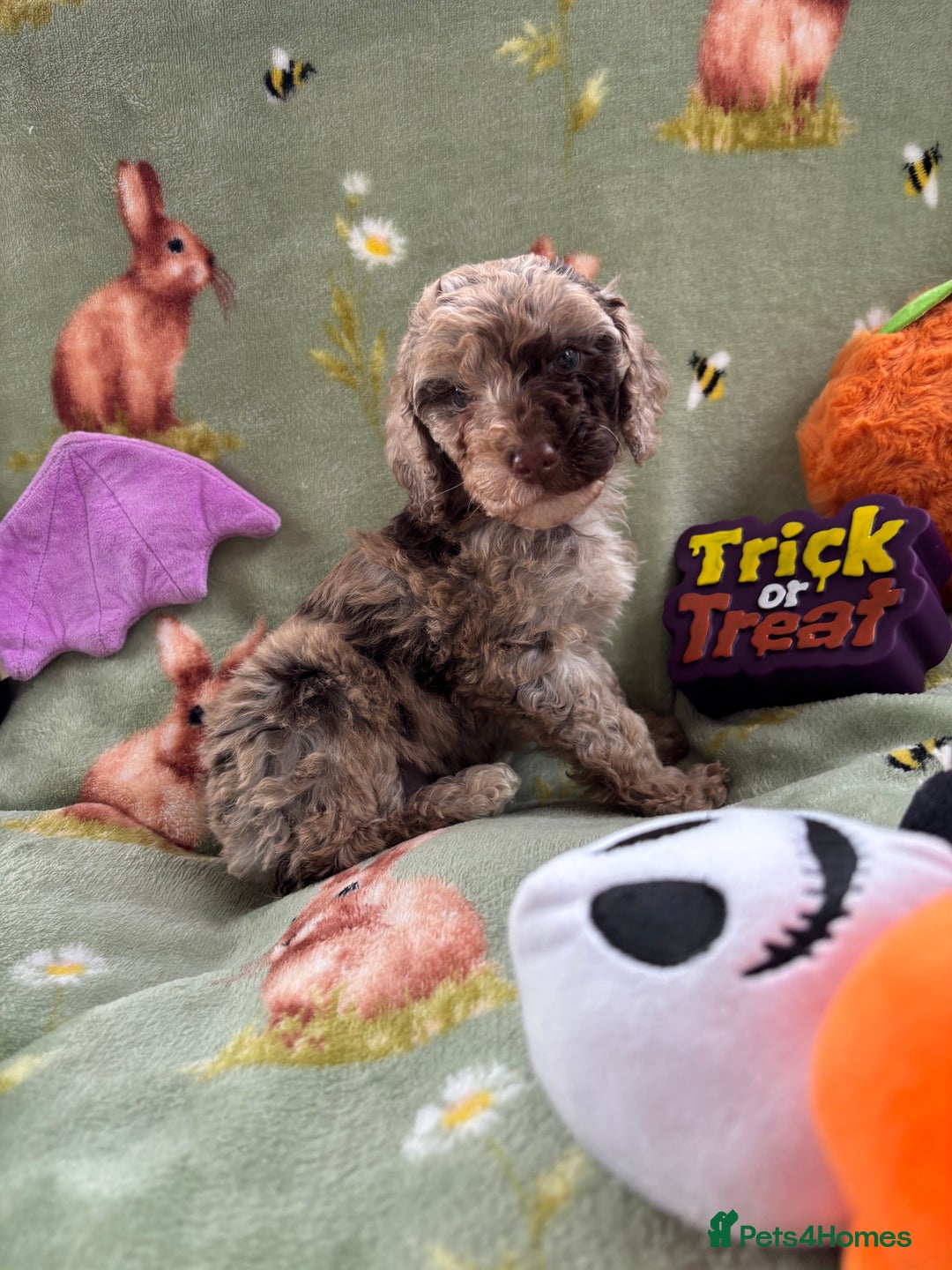 Cockapoo dogs for sale: PRA clear F1b Cockapoo puppies  - Image 22
