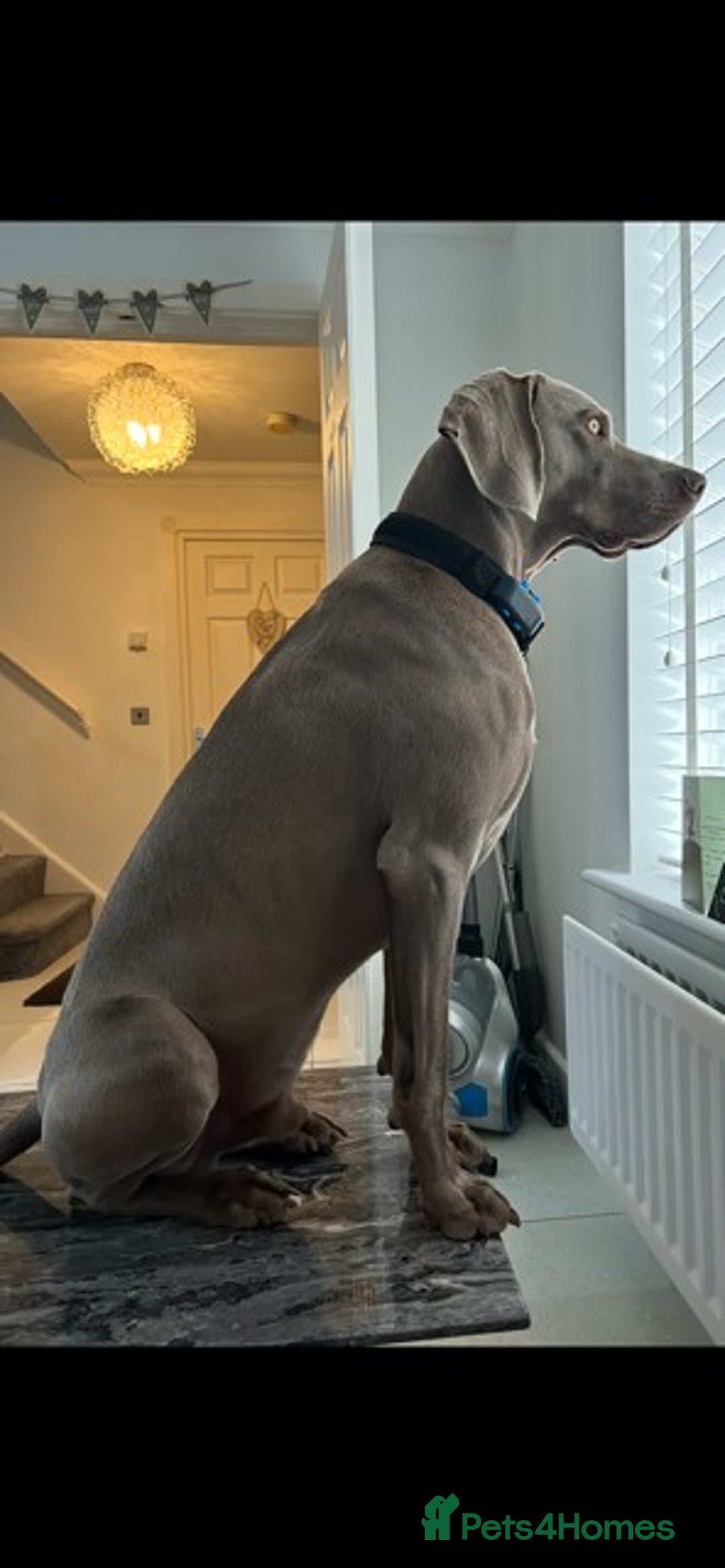 Weimaraner dogs for stud: Stunning, Healthy Stud - Image 2