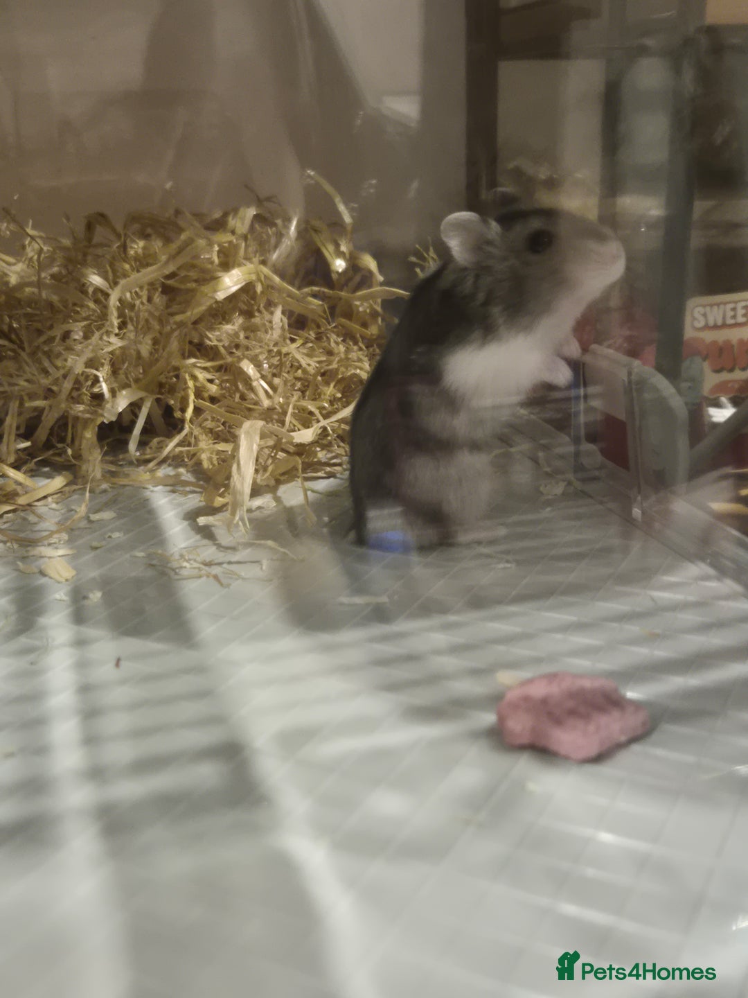 Hamster rodents for sale: Dwarf hamster  - Advert 8