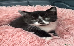 Scottish Fold cats for sale: Scottish fold + British shorthair  - Image 1