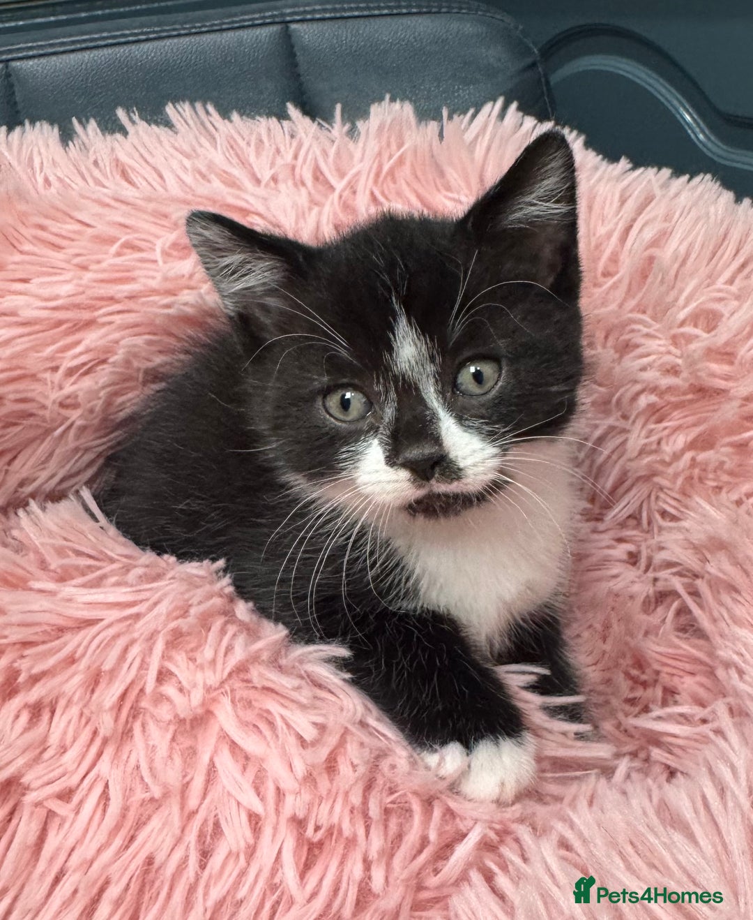 Scottish Fold cats for sale: Scottish fold + British shorthair  - Image 1